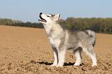ALASKAN MALAMUTE 209